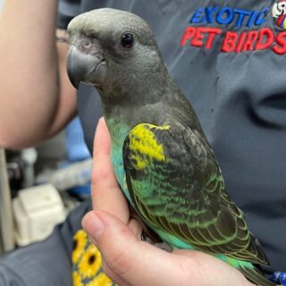 Meyers Poicephalus For Sale