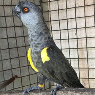 Rueppels Poicephalus For Sale