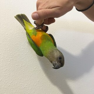 Senegal Poicephalus For Sale