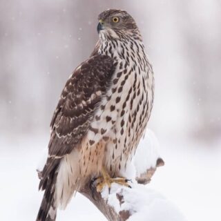 Shaheen Falcon For Sale