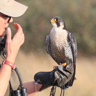 Wing Predators Falcon
