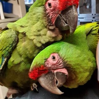 Military Macaw Parrots Available