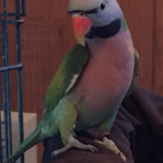 Moustached Parakeets Parrots