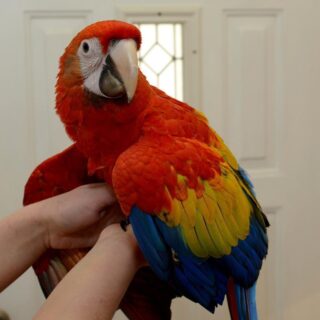 Scarlet Macaws Parrots Available