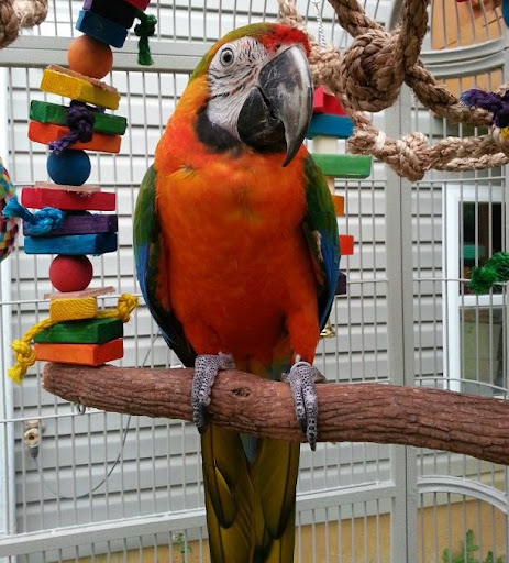 Buy Catalina Macaw Parrots