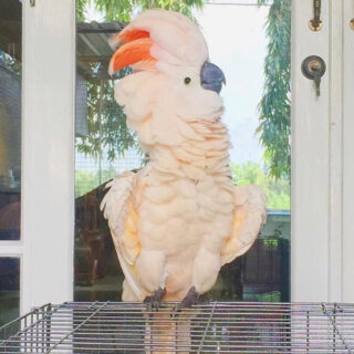 Cute Moluccan Cockatoo For Sale