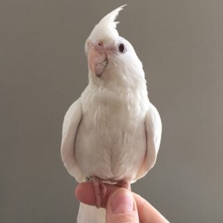 Lovely Albino Cockatiel Parrot