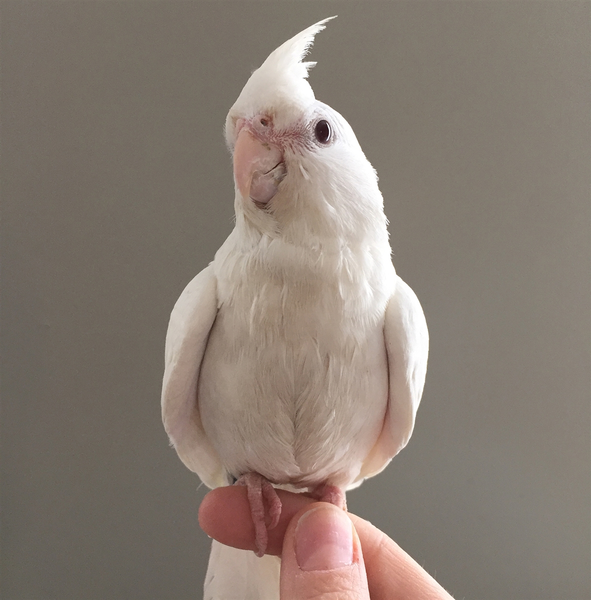 Lovely Albino Cockatiel Parrot