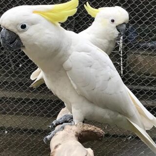 Ashen fallow Cockatiel Available For Sale