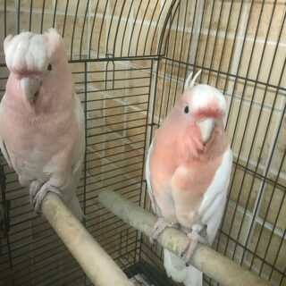 Major Mitchell Cockatoos